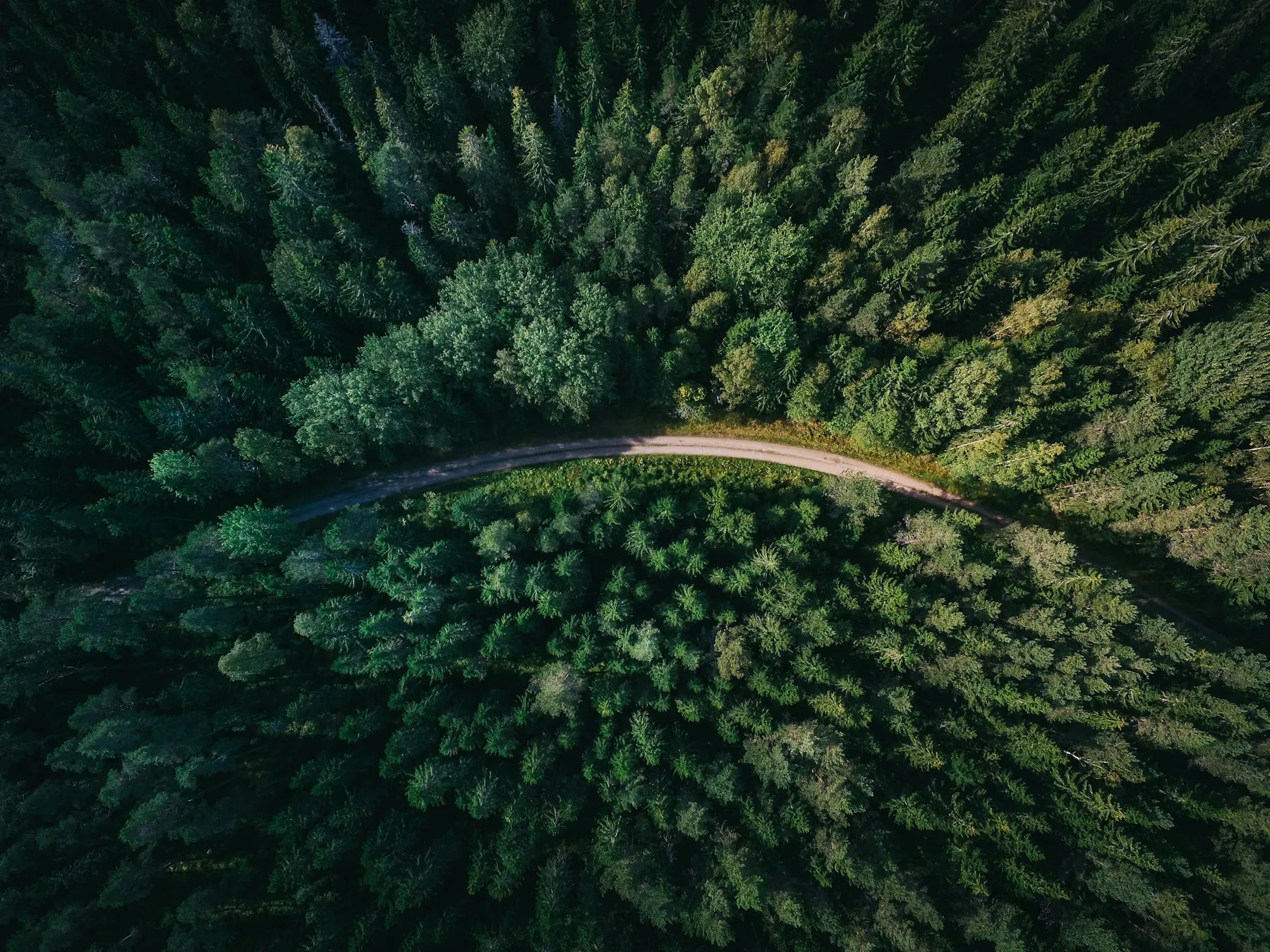 Aerial view of a road winding through a dense evergreen forest
